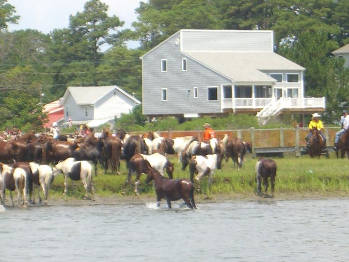 Chincoteague Pony Swim July 2007 068.JPG